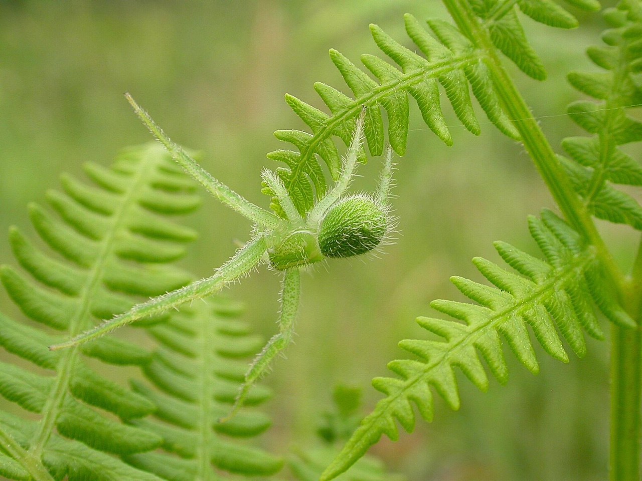 Heriaeus hirtus